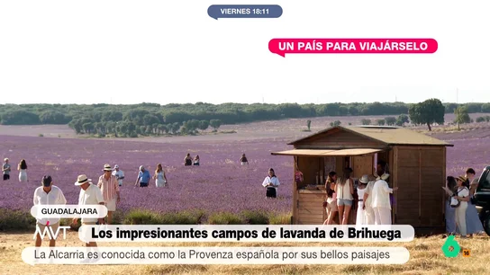 Los campos morados de lavanda en Brihuega Los campos morados de lavanda en Brihuega
