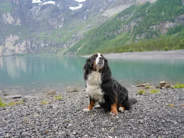 Perro en Suiza Perro en Suiza