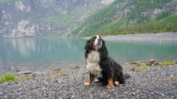Perro en Suiza