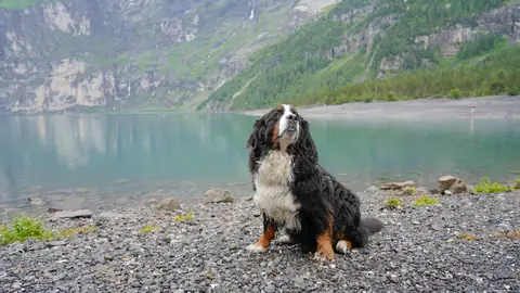 Perro en Suiza Perro en Suiza