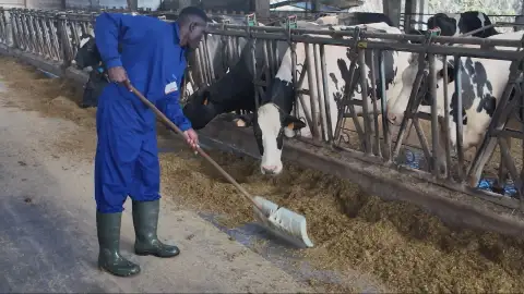 Los migrantes, un factor clave en la subsistencia del sector ganadero: "En el campo quedamos cuatro, necesitamos sangre nueva" Los migrantes, un factor clave en la subsistencia del sector ganadero: "En el campo quedamos cuatro, necesitamos sangre nueva"