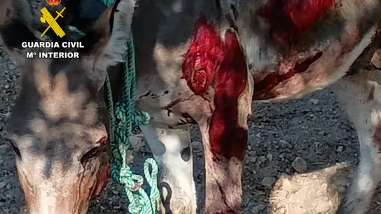 Un burro resulta herido tras ser atado al coche de su dueño para arrastrarlo. Un burro resulta herido tras ser atado al coche de su dueño para arrastrarlo.