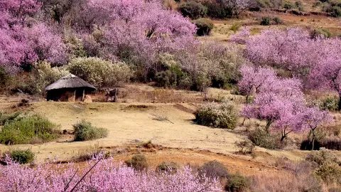 Lesoto Lesoto