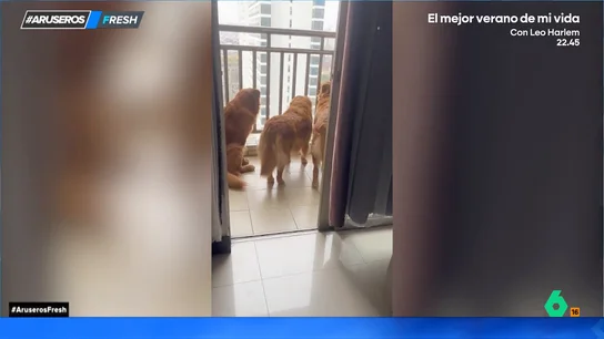 El divertido susto de un dueño a sus Golde Retriever al ver cómo cotillean desde el balcón El divertido susto de un dueño a sus Golde Retriever al ver cómo cotillean desde el balcón