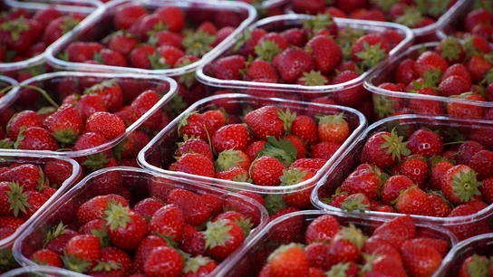 Barquetas de plástico con fresas. Barquetas de plástico con fresas.