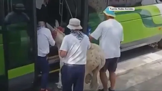 Expedientan a un conductor de bus en Bilbao por permitir subir a una burra Expedientan a un conductor de bus en Bilbao por permitir subir a una burra