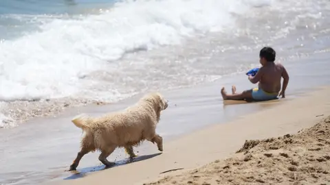 Área de perros de la playa de Llevant en Barcelona Un perro en el área de perros de la playa de Llevant, a 21 de julio de 2025, en Barcelona, Catalunya (España). En la temporada alta de baño, del 24 de mayo al 11 de septiembre, en la parte norte de la playa de Llevant se delimita un área para que puedan acceder los perros. 21 JULIO 2025 David Zorrakino / Europa Press 21/07/2025