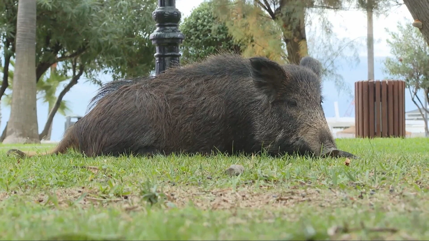 Un jabalí, tumbado en la hierba Un jabalí, tumbado en la hierba