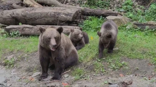 Tres osos, en un bosque Tres osos, en un bosque
