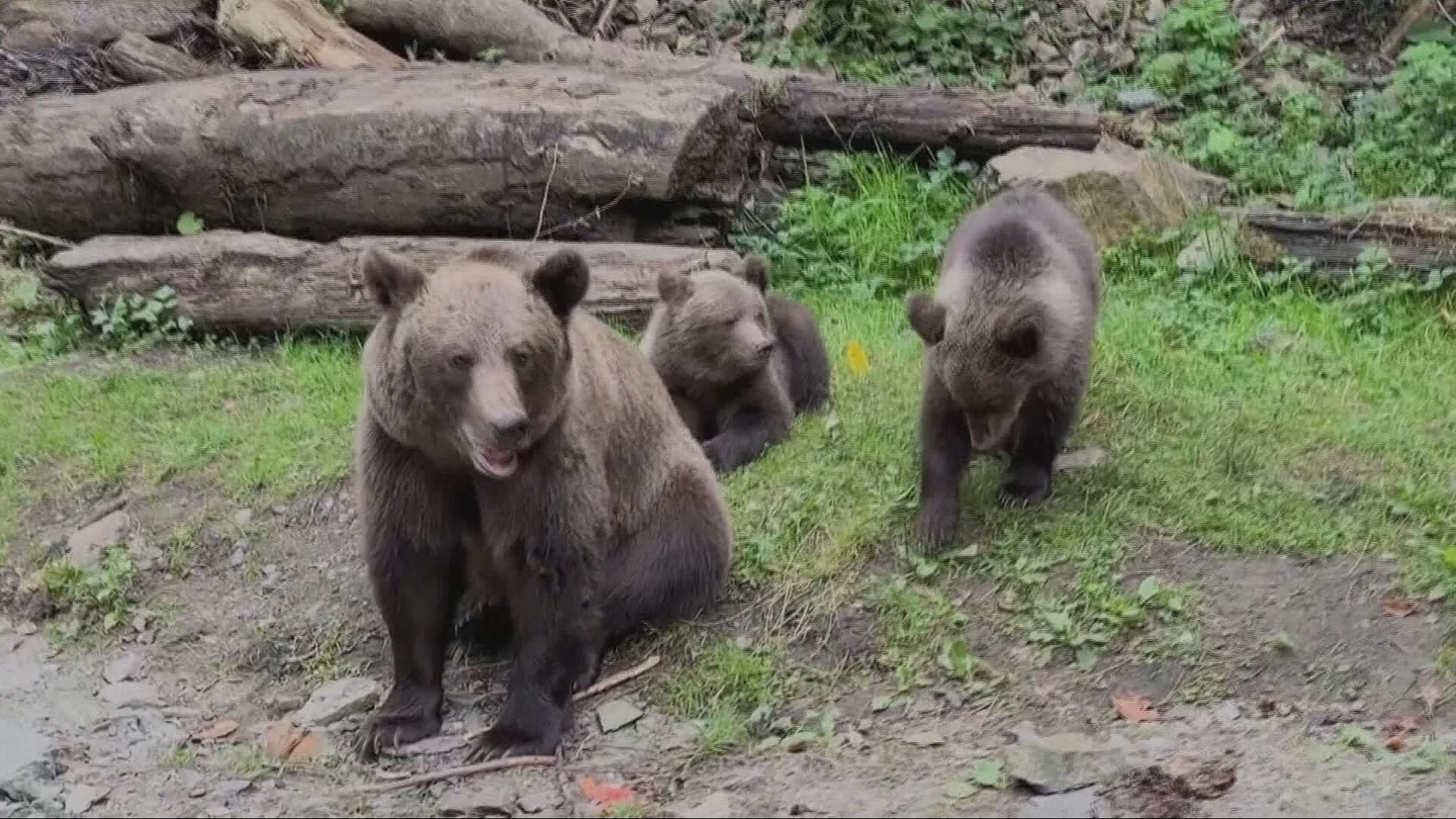 Tres osos, en un bosque Tres osos, en un bosque