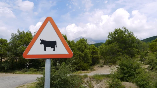 Señal que advierte de peligro por presencia de animales en carretera Señal que advierte de peligro por presencia de animales en carretera