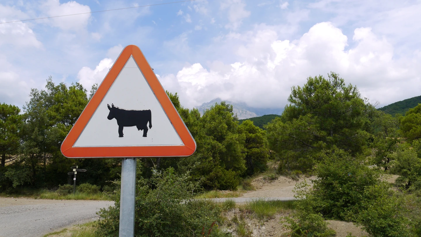 Señal que advierte de peligro por presencia de animales en carretera Señal que advierte de peligro por presencia de animales en carretera