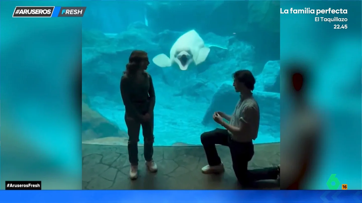 La inesperada reacción de una ballena beluga a una pedida de matrimonio que se da frente a ella en el acuario La inesperada reacción de una ballena beluga a una pedida de matrimonio que se da frente a ella en el acuario