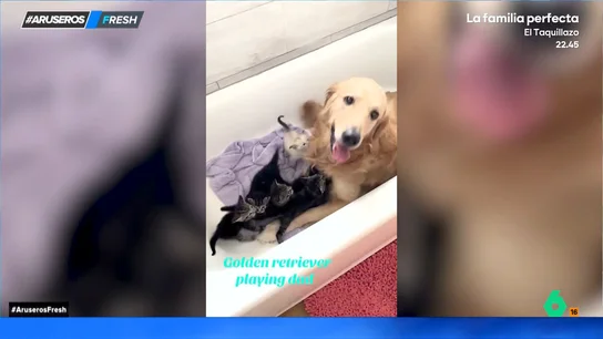 El bonito gesto de este perro que cuida de unos gatitos como si fuera un canguro: "La madre felina está encantada" El bonito gesto de este perro que cuida de unos gatitos como si fuera un canguro: "La madre felina está encantada"