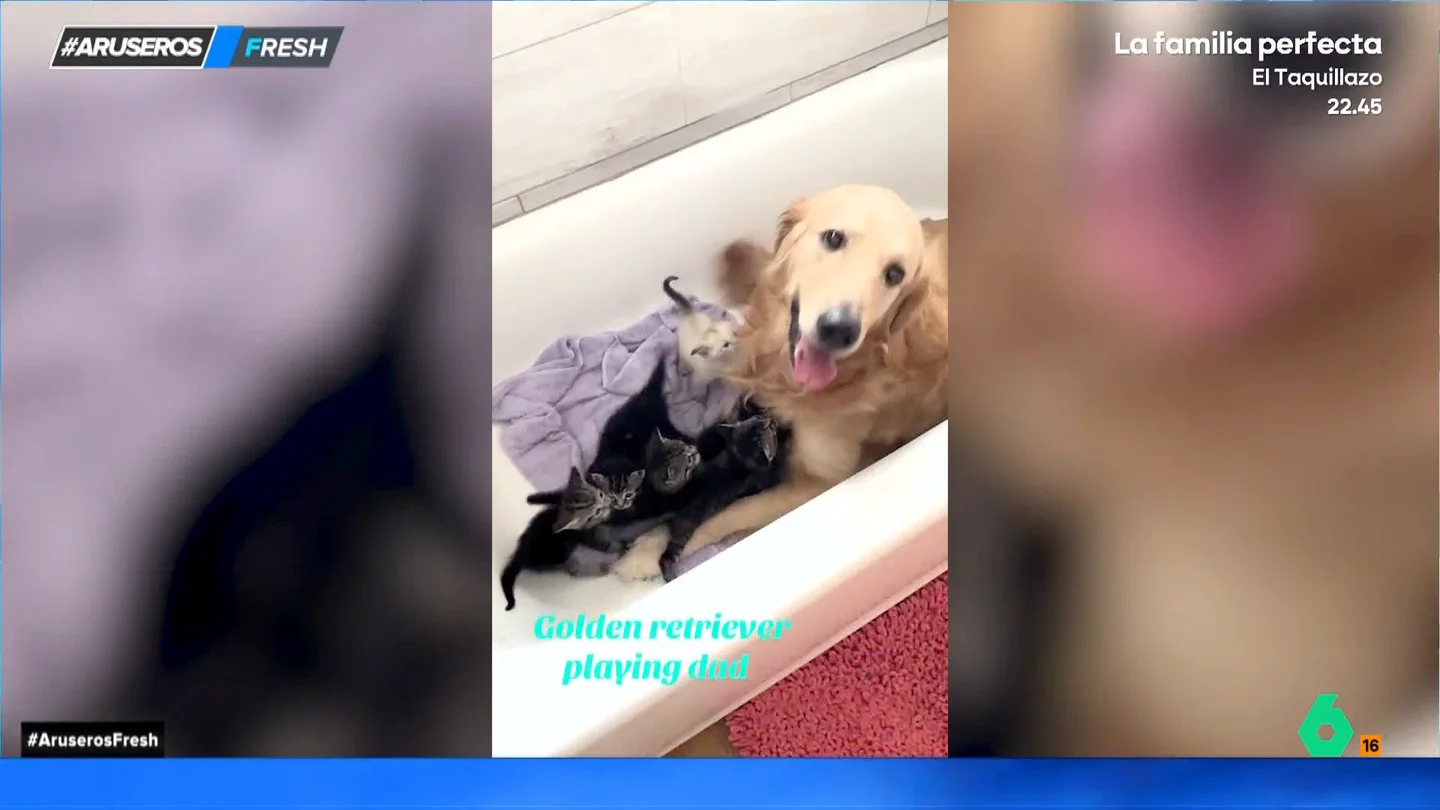 El bonito gesto de este perro que cuida de unos gatitos como si fuera un canguro: "La madre felina está encantada" El bonito gesto de este perro que cuida de unos gatitos como si fuera un canguro: "La madre felina está encantada"