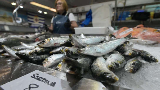 Sardinas, en primer plano en la fotografía de una pescadería en la plaza de Lugo Sardinas, en primer plano en la fotografía de una pescadería en la plaza de Lugo