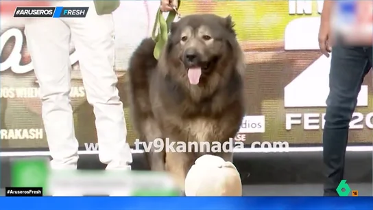 Asi es Cadabomb, el perro más caro del mundo que cuesta más de 5 millones de euros: "Hará masajes, cocinará o algo, ¿no?" Asi es Cadabomb, el perro más caro del mundo que cuesta más de 5 millones de euros: "Hará masajes, cocinará o algo, ¿no?"