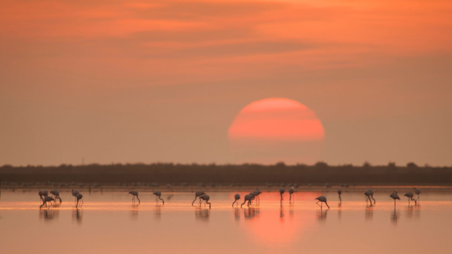 Delta del Ebro, en Tarragona