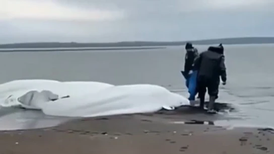 Imagen de unas ballenas varadas que pertenecen a un vídeo de 2023. Imagen de unas ballenas varadas que pertenecen a un vídeo de 2023.