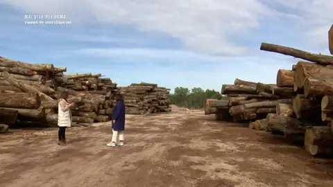 Cómo la guerra de Rusia y Ucrania aumentó el precio de la madera: las reformas se encarecieron más de 12.000 euros Cómo la guerra de Rusia y Ucrania aumentó el precio de la madera: las reformas se encarecieron más de 12.000 euros