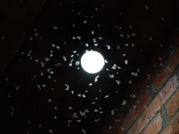 Insectos voladores atraídos por la luz Insectos voladores atraídos por la luz