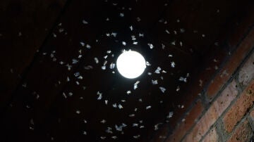 Insectos voladores atraídos por la luz