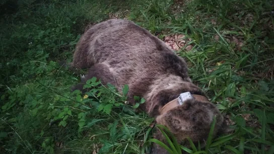 El oso fallecido en Asturias El oso fallecido en Asturias