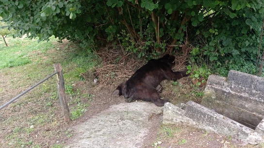 Se investiga como posible caso de furtivismo la muerte de un oso pardo en Belmonte (Asturias) Se investiga como posible caso de furtivismo la muerte de un oso pardo en Belmonte (Asturias)