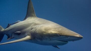 Tiburón