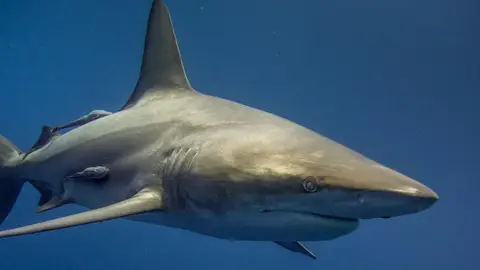 Tiburón Tiburón