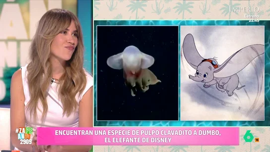 Descubren un pulpo que se parece a Dumbo: "El fondo del mar es un cachondeo hay cosas rarísimas" El popular elefante de Disney tiene ya tiene su versión marina. Este cefalópodo guarda un gran parecido con el adorable personaje.