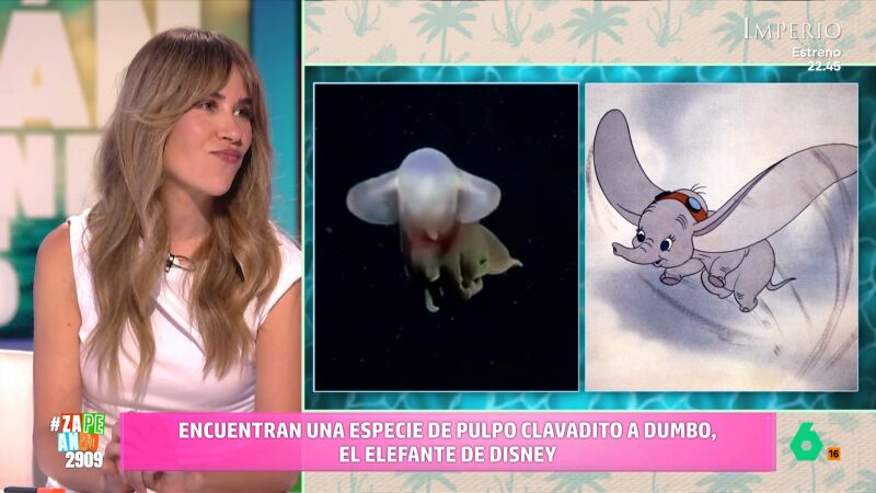 Descubren un pulpo que se parece a Dumbo: "El fondo del mar es un cachondeo hay cosas rarísimas"
