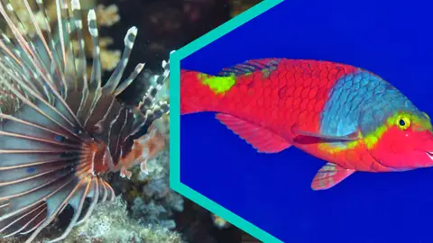 El Mediterráneo, en peligro por el cambio climático El Mediterráneo, en peligro por el cambio climático