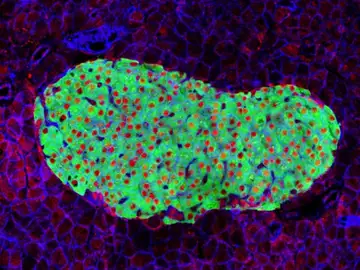 Célula pancreática Célula pancreática