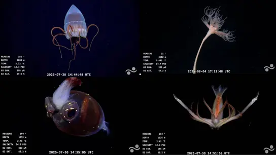 Batatita, el calamar emo y un streaming viral: la expedición argentina al fondo del mar que enamora a Internet Batatita, el calamar emo y un streaming viral: la expedición argentina al fondo del mar que enamora a Internet