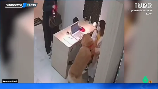 Brincos de alegría y caricias: la bonita reacción de unos perros al ver a su veterinaria Brincos de alegría y caricias: la bonita reacción de unos perros al ver a su veterinaria