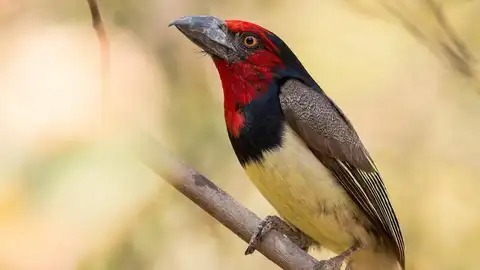 Barbudo acollarado Barbudo acollarado