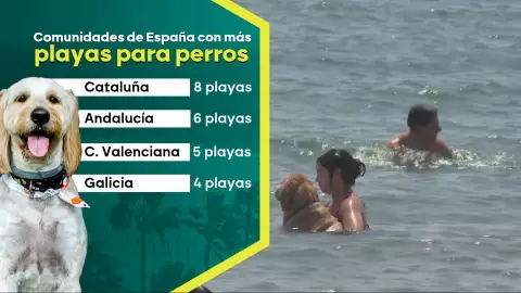¿Perros en la playa? Un debate que enfrenta a los amantes de las mascotas y a quienes prefieren espacios sin animales ¿Perros en la playa? Un debate que enfrenta a los amantes de las mascotas y a quienes prefieren espacios sin animales