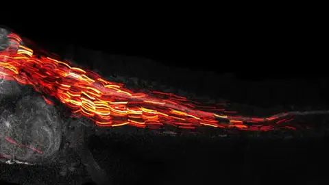 Producción de una proteína fluorescente roja en un renacuajo Producción de una proteína fluorescente roja en un renacuajo