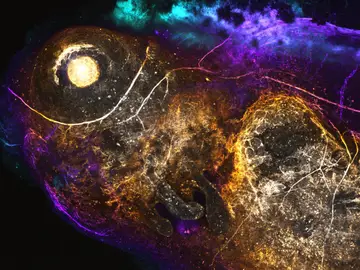Molécula neural marcada con fluorescencia captada en un renacuajo vivo Molécula neural marcada con fluorescencia captada en un renacuajo vivo