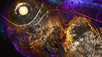 Molécula neural marcada con fluorescencia captada en un renacuajo vivo
