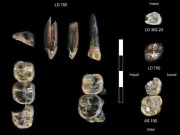 13 dientes fósiles recogidos en el Área de Investigación de Ledi-Geraru 13 dientes fósiles recogidos en el Área de Investigación de Ledi-Geraru