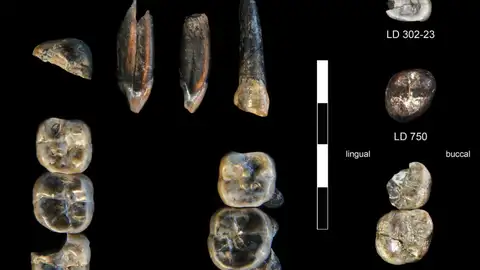 13 dientes fósiles recogidos en el Área de Investigación de Ledi-Geraru 13 dientes fósiles recogidos en el Área de Investigación de Ledi-Geraru