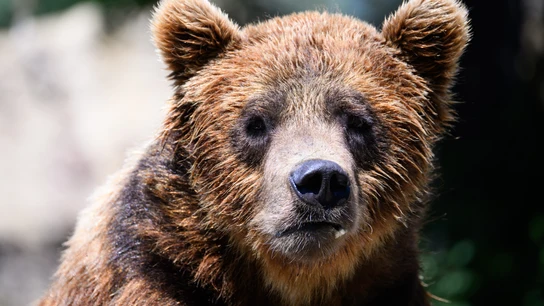 Oso pardo Oso pardo