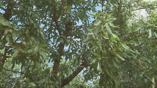 Almendros. Almendros.