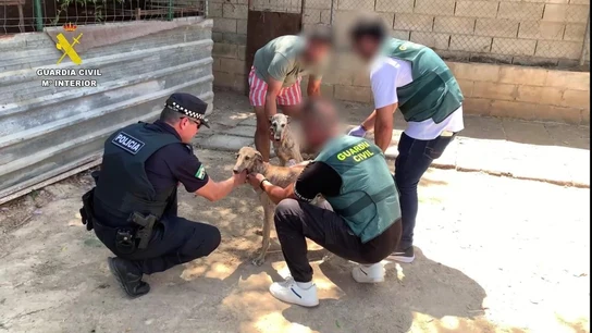 os detenidos por el robo y la mutilación de dos galgos de competición en Villanueva del Ariscal os detenidos por el robo y la mutilación de dos galgos de competición en Villanueva del Ariscal