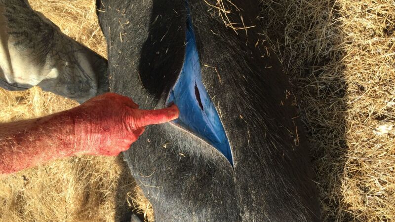 Carne de color azul neón: el extraño hallazgo en cerdos salvajes