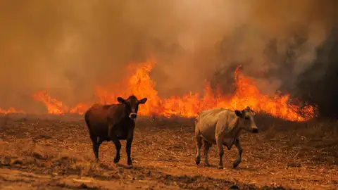 Varios animales huyen del fuego Varios animales huyen del fuego