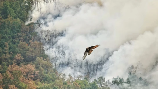 Un ave rapaz huye del fuego de Dagaña (Asturias), a 21 de agosto de 2025, en Anllarinos del Sil, León, Castilla y León Un ave rapaz huye del fuego de Dagaña (Asturias), a 21 de agosto de 2025, en Anllarinos del Sil, León, Castilla y León