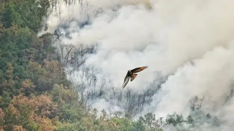 Un ave rapaz huye del fuego de Dagaña (Asturias), a 21 de agosto de 2025, en Anllarinos del Sil, León, Castilla y León Un ave rapaz huye del fuego de Dagaña (Asturias), a 21 de agosto de 2025, en Anllarinos del Sil, León, Castilla y León